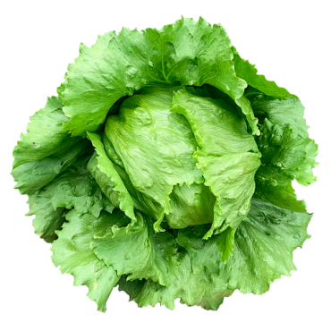 Alface Americano 1und.